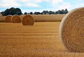 Double F Farms straw bedding for feral cats provides warmth.