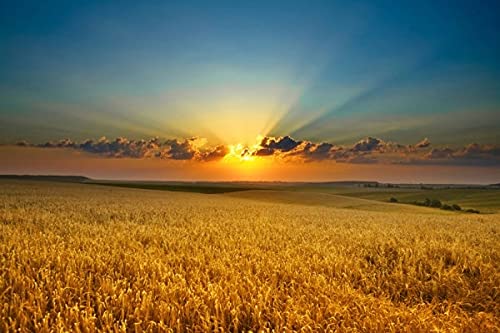 Double F Farms straw acts as grass cover to protect soil.
