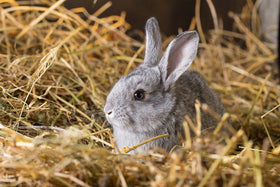 Double F Farms straw mulch suppresses weeds and preserves soil moisture.