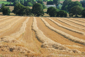 Double F Farms straw supports mushroom cultivation with clean substrate.
