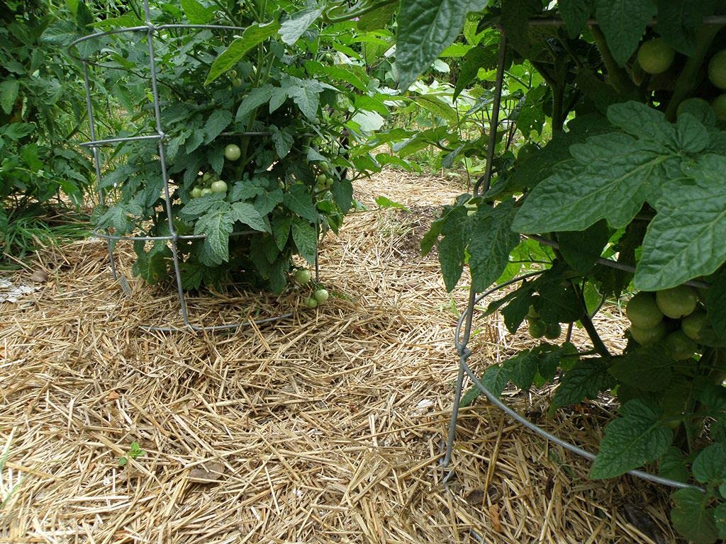 Double F Farms straw cushions stalls with natural moisture control.