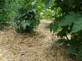 Double F Farms straw cushions stalls with natural moisture control.