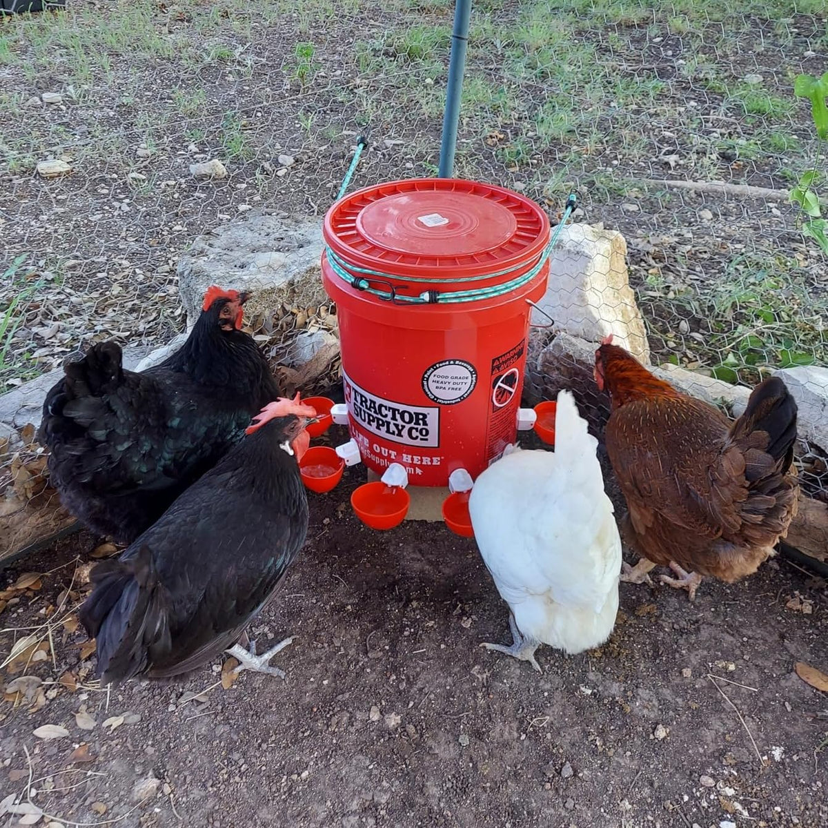 DoubleWood automatic watering system in action keeps poultry hydrated with minimal effort