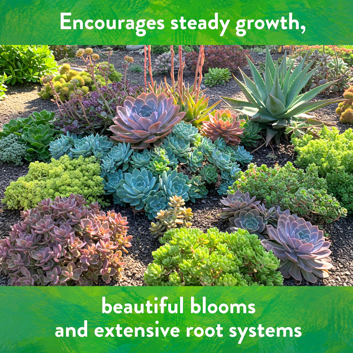 Down To Earth Cactus & Succulent Mix outdoor-use suggests robust growth outdoors.