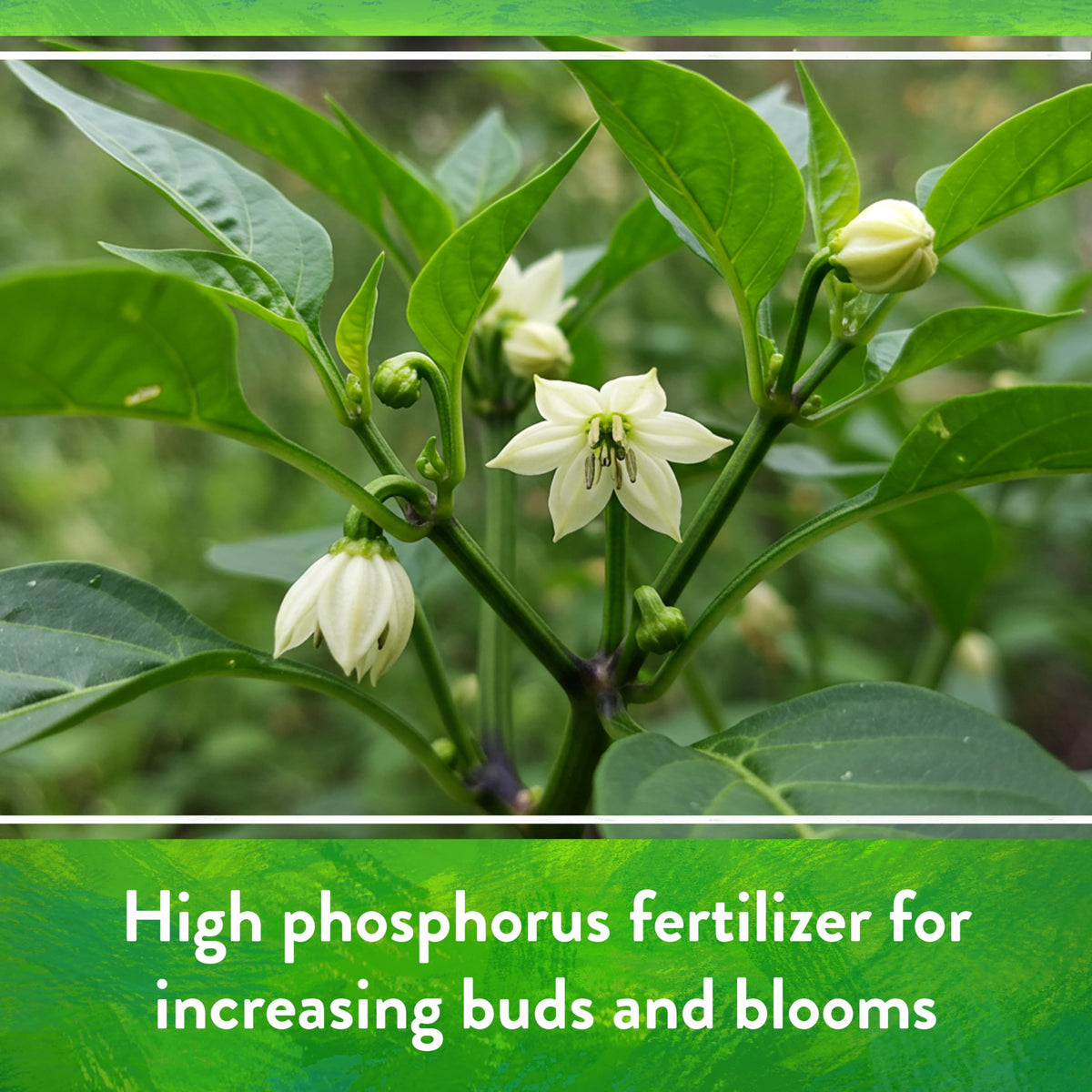 Down To Earth Island Phosphate easy application for quick nutrient uptake.