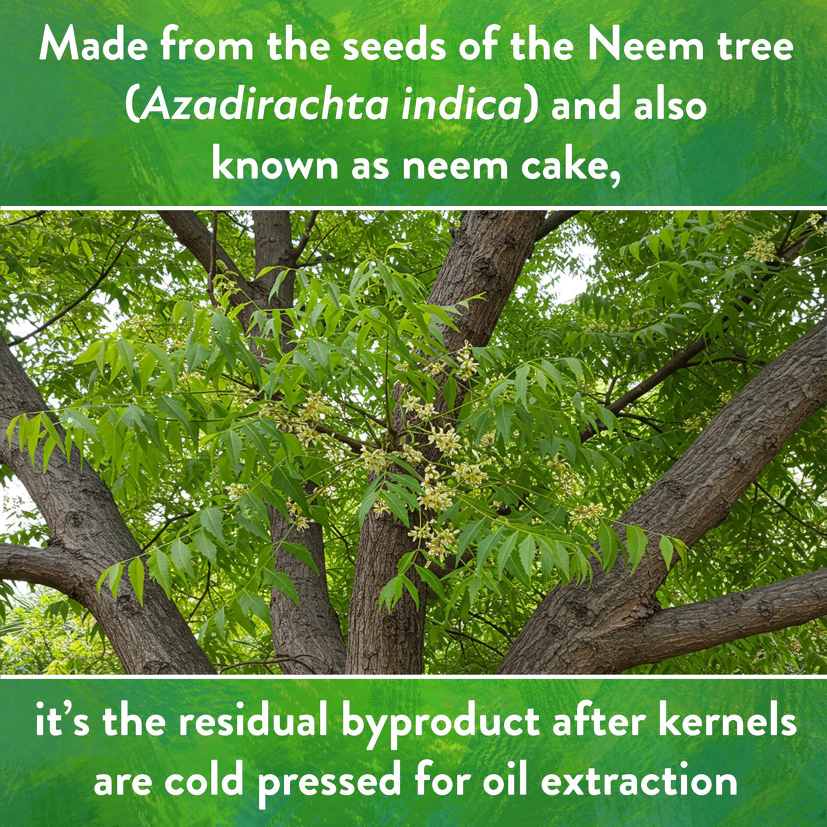 Lawn area prepared for Neem Seed Meal as a soil amendment