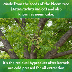 Lawn area prepared for Neem Seed Meal as a soil amendment