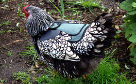 Down Under Outdoors green chicken saddle shown in use for flock care.