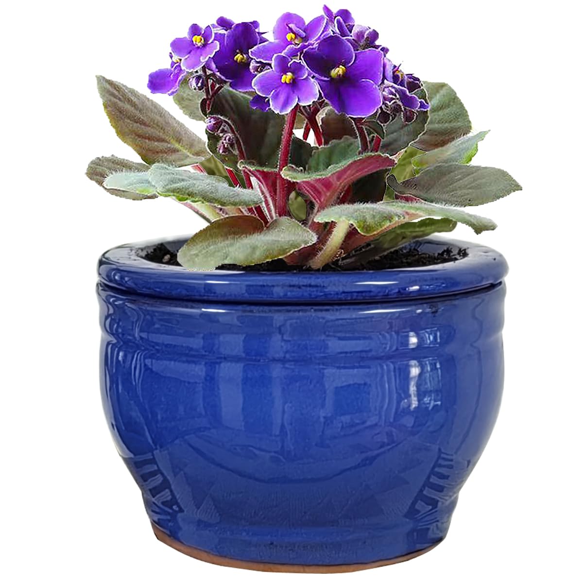 Dphagesy African Violet pot with inner unglazed pot for self-watering.