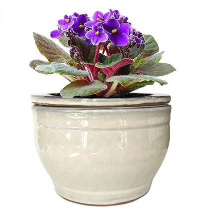 Dphagesy African Violet Pots inner pot shows self-watering design for easy care