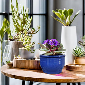 Dphagesy classic blue violet pot suitable for living spaces.