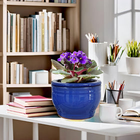 Dphagesy gift-ready violet pot for African violet lovers.