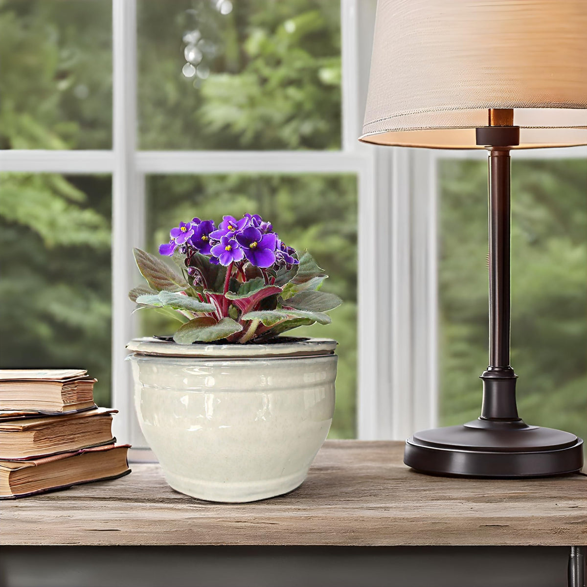 Gift-ready violet pot for plant lovers