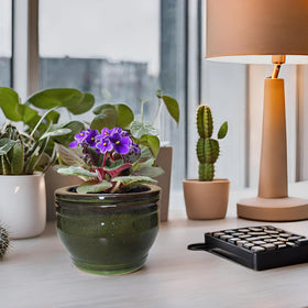Dphagesy olive drab African Violet planter ready for gifting.