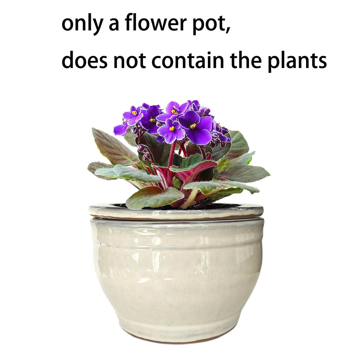 Dphagesy violet pot shown on table, ideal for indoor display