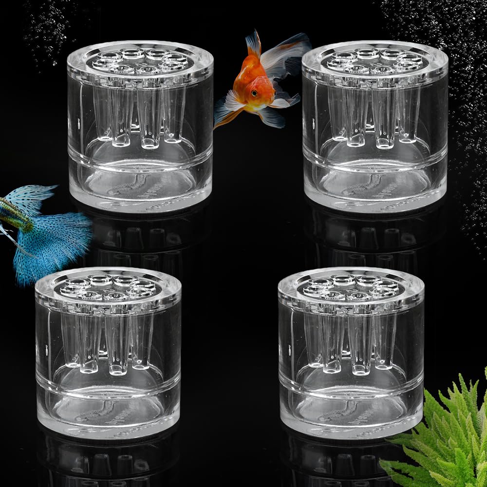 DQITJ Planaria Trap front view shows a compact four-pack for quick setup