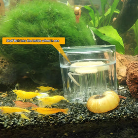 DQITJ Planaria Trap clear acrylic body highlights durability and corrosion resistance