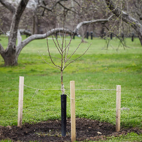DredQcco protector kit in a garden bed saves time and effort