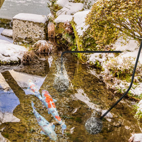 Dreyoo compatible with outdoor ponds, fish tanks, and aquariums