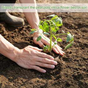 DSUWAZU plant labels set helps identify seedling varieties efficiently