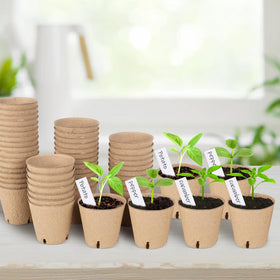 DSUWAZU seed-starting setup shown indoors for orderly germination