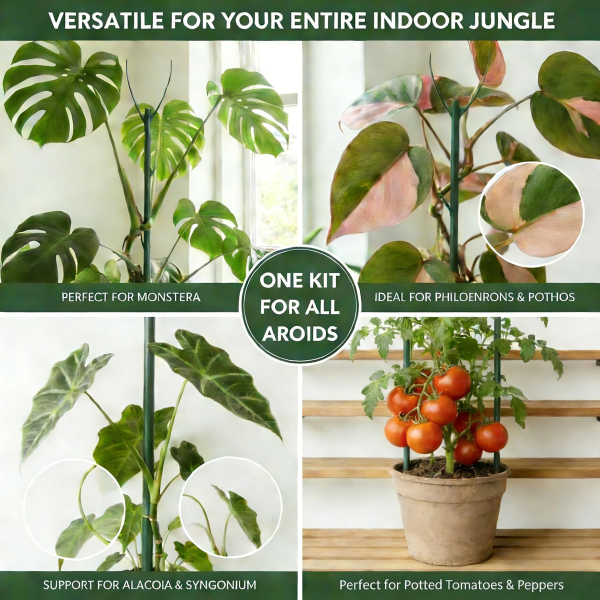Dukars sturdy climbers and uprights supporting vines like pothos
