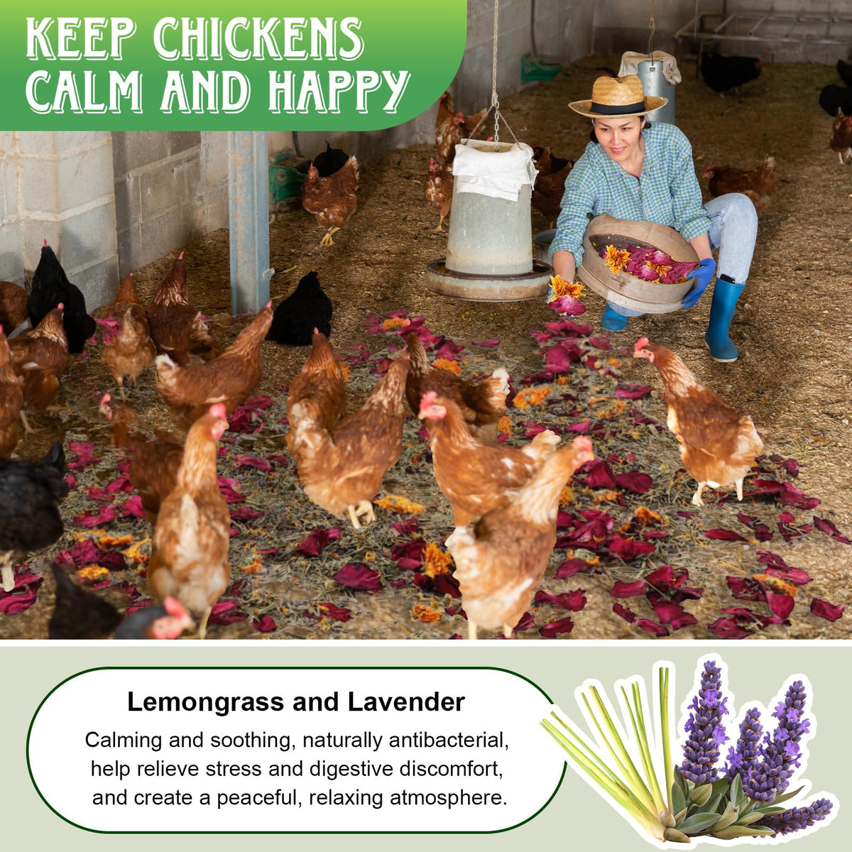 Dunkive nesting box herbs around dust baths for enhanced hen comfort.