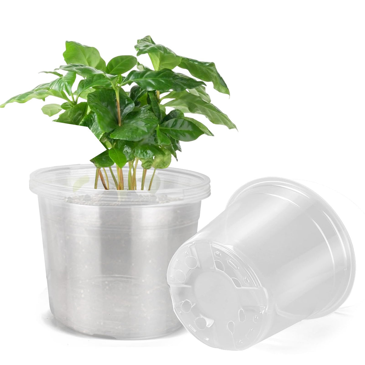 DUNPUTE 10-inch clear nursery pot with drainage for easy repotting