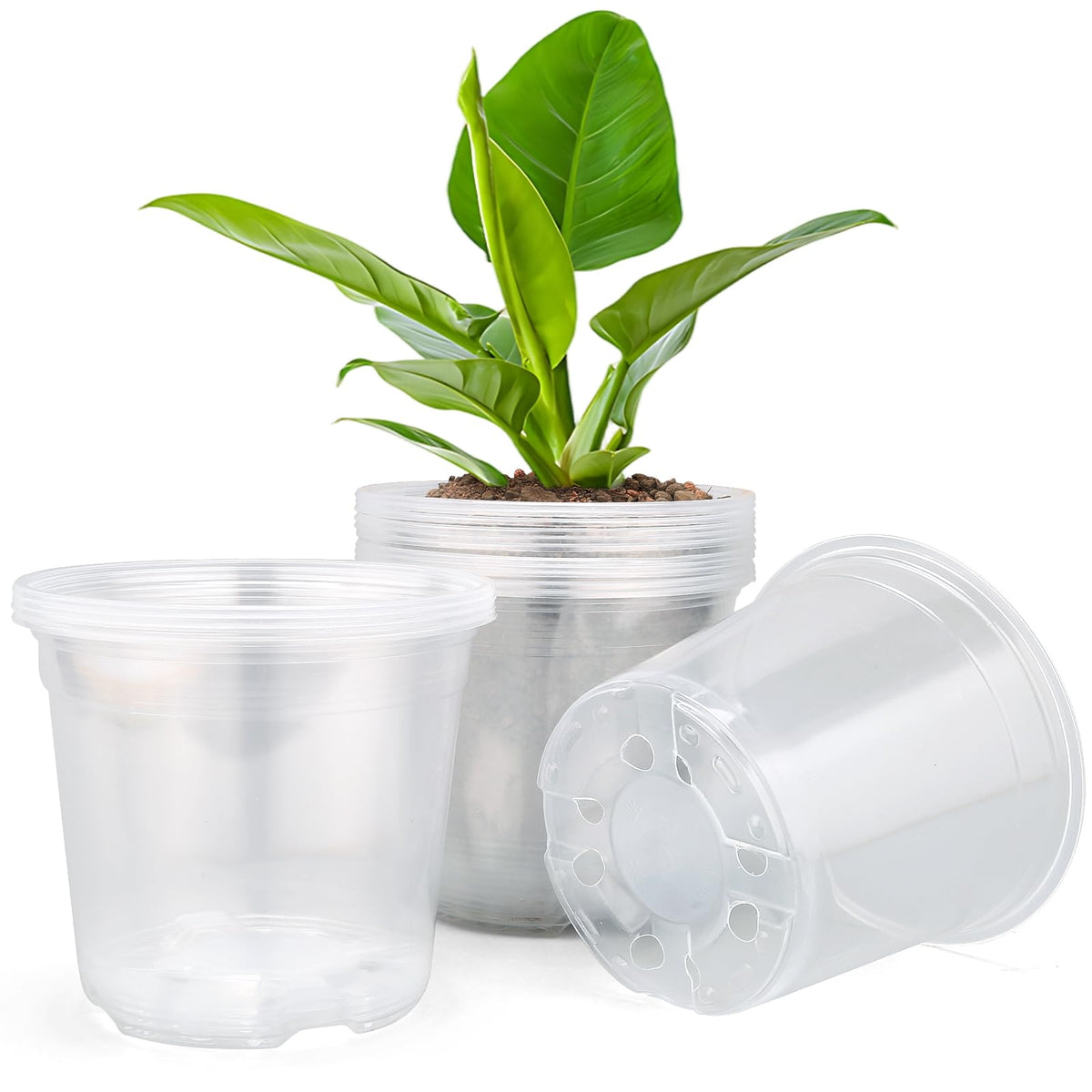 DUNPUTE clear nursery pot front view for seedling growth and monitoring