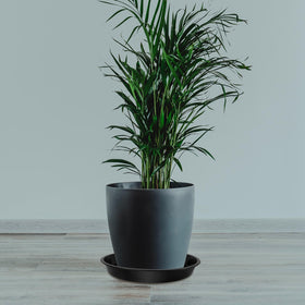 DUNPUTE plant saucer 12-inch deep tray catches excess water and overflow.