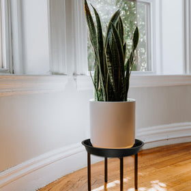 DUNPUTE plant saucer 8-inch supports larger planters while keeping floors dry.