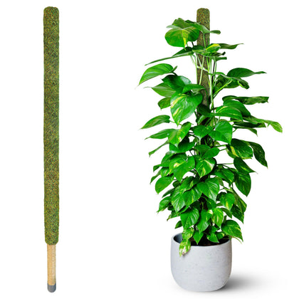 Duspro moss pole supports Monstera with a lush, upright display