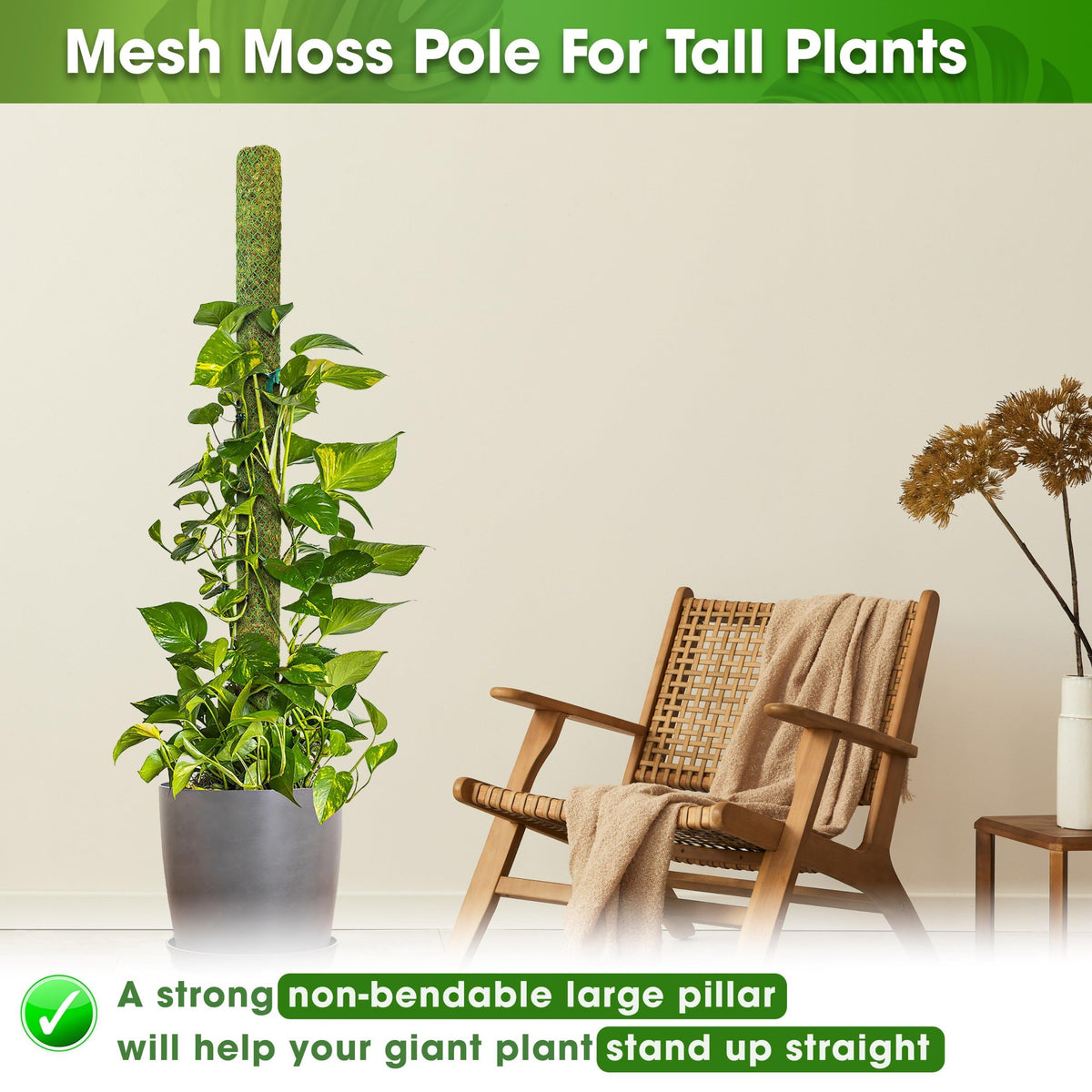 Duspro forest moss detail showing moisture-rich surface ideal for air roots