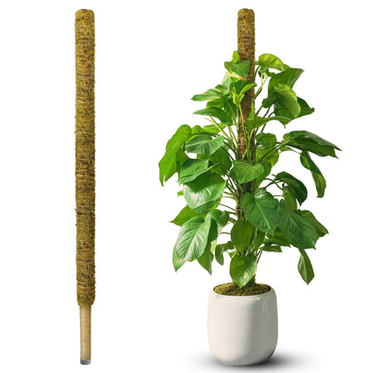 Duspro 59-inch moss pole providing stable support for tall Monstera and climbers.