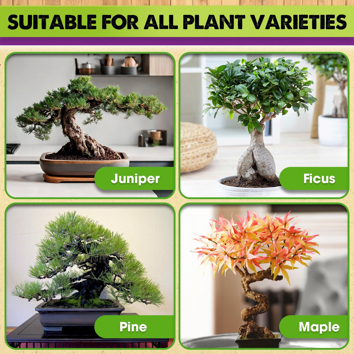 Duspro bonsai soil is ready-to-use for quick repotting.