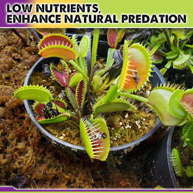 Duspro carnivorous soil supports terrarium setups and moist garden displays
