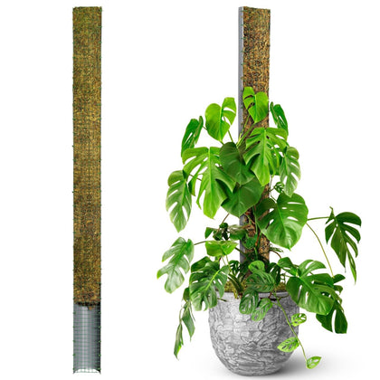 Duspro D-Shape Moss Pole 59 inch with forest moss for aerial root growth