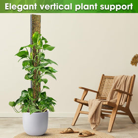 Duspro D-Shape ideal for big climbers like Monstera and Pothos