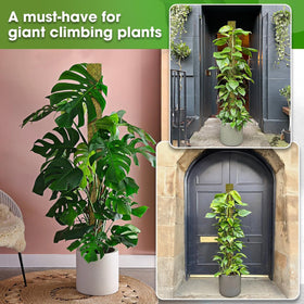 Duspro D-Shape enhances indoor greenery with natural aesthetic appeal