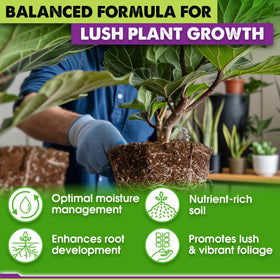 Duspro Fiddle Leaf Fig root health with soil blend supporting robust roots.