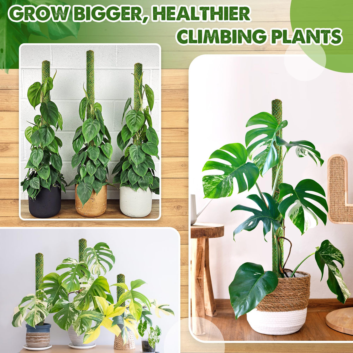 Duspro green forest moss surface blends with foliage to encourage aerial roots.