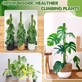 Duspro green forest moss surface blends with foliage to encourage aerial roots.