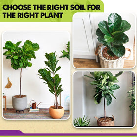 Duspro Fiddle leaf fig thriving under optimized indoor care.