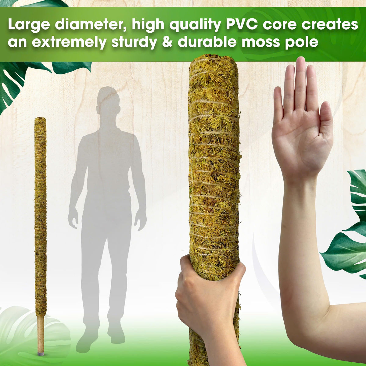 Duspro large plant stake keeps tall specimens upright indoors.