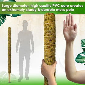 Duspro large plant stake keeps tall specimens upright indoors.