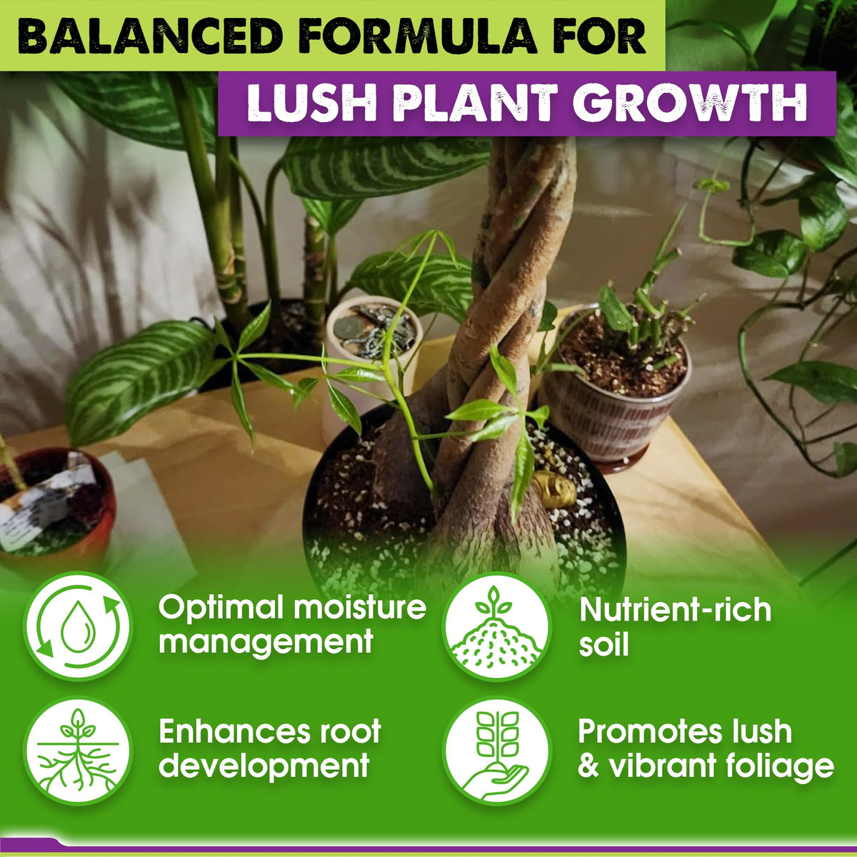 Duspro money tree with glossy leaves thriving in nutrient-rich soil
