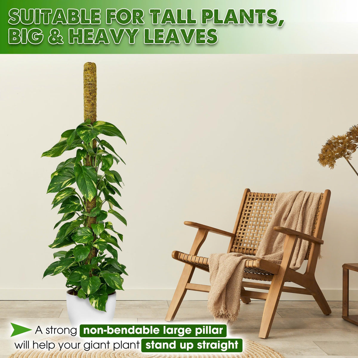 Duspro Monstera-climbing pole offers rigid structure for upward growth.