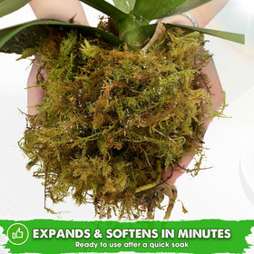 Duspro moss in potting mix demonstrating moisture retention around roots.