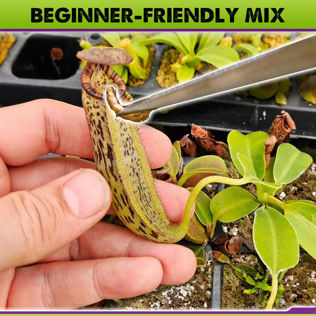 Duspro pitcher-plant-friendly soil aids healthy root growth in container setups