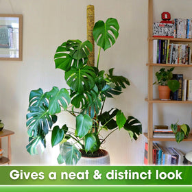 Duspro 59in moss pole fits 14–20 inch pots for big climbers.